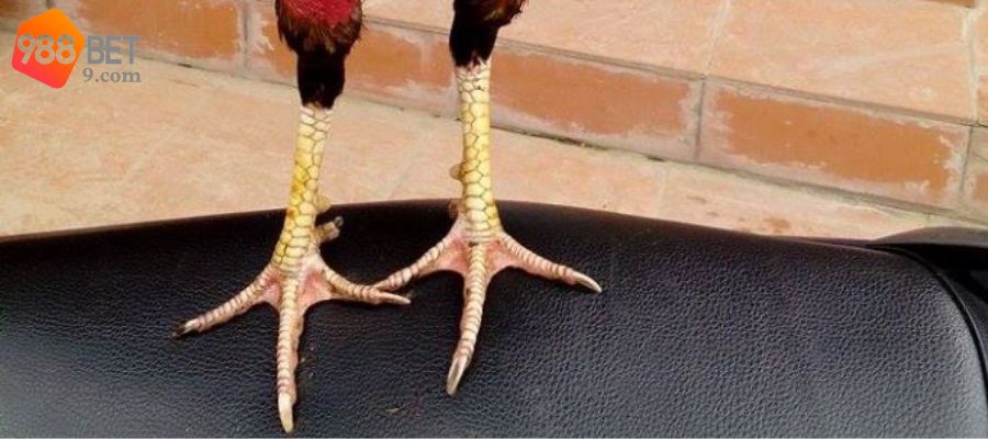 Đôi nét giới thiệu vảy án thiên