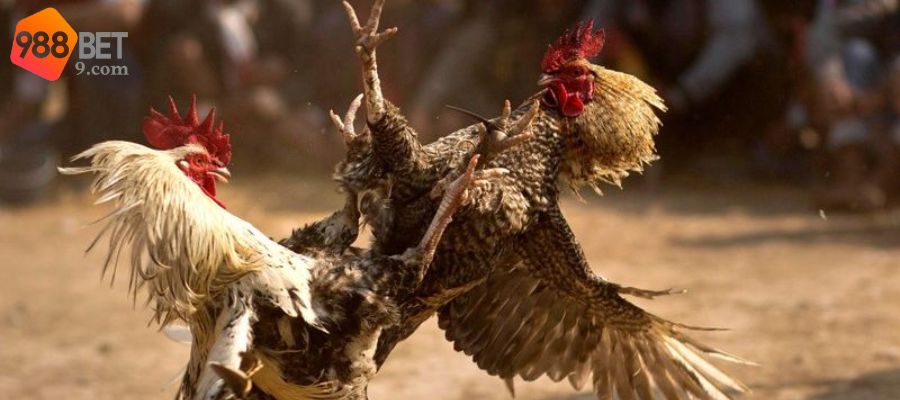 Gà đá lông voi rất quý hiếm nên bạn cần trân trọng