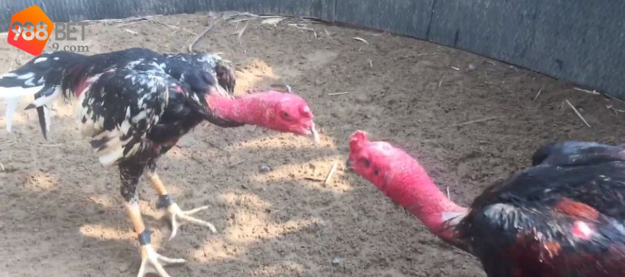 Gà đá mắt hạt cau nhỏ, sắc nét, biểu hiện sự hung dữ