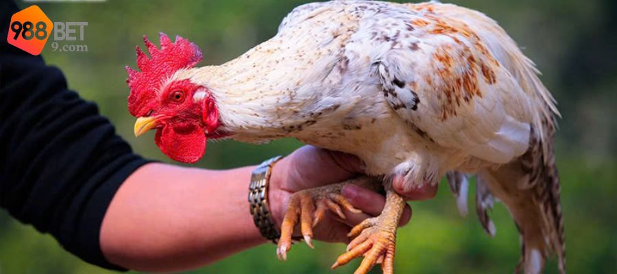 Khi nuôi luyện gà đá sư kê hãy lên chế độ dinh dưỡng khoa học