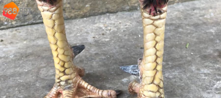 Vảy liên giáp toàn diện trên chiến kê