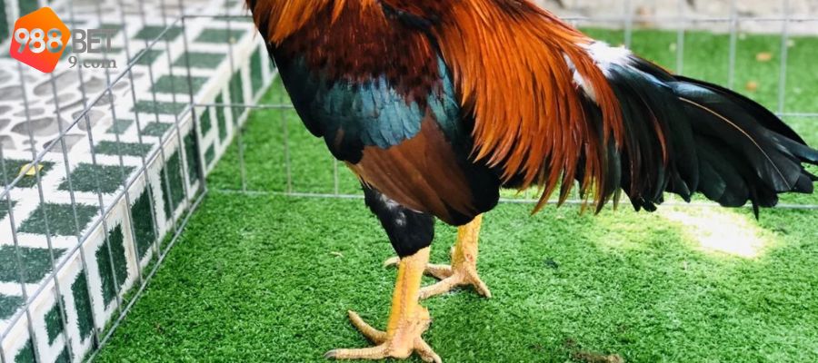 Vảy liên giáp nội trên chân gà chọi